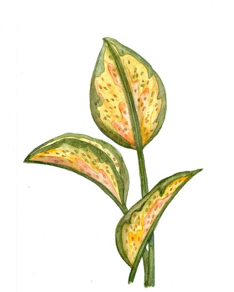 Acuarela Original (estudio). Hojas coloridas