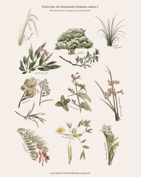 Lámina Colección Botánica Nativa I