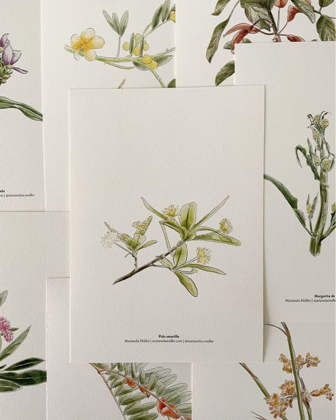 Print A5 Colección Botánica Nativa - Palo Amarillo
