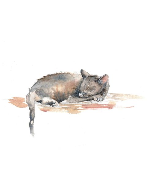 Acuarela Original Gato