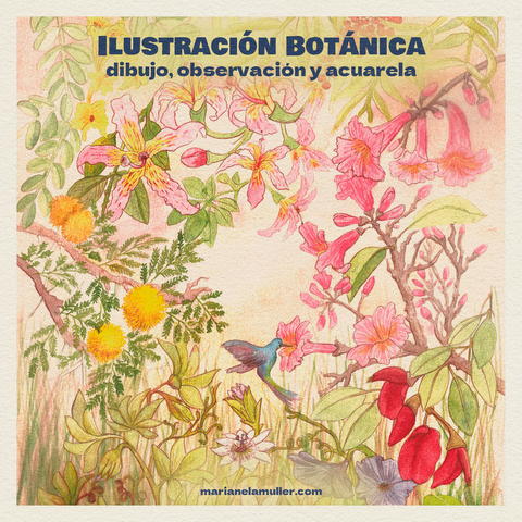 Observación e Ilustración botánica con Acuarela