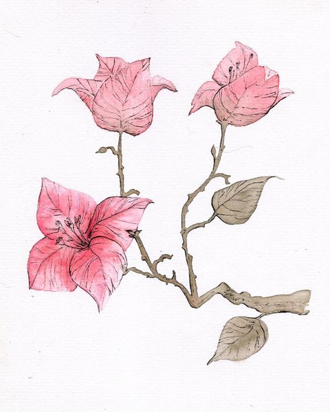 Acuarela Original (estudio). Flores de santa rita