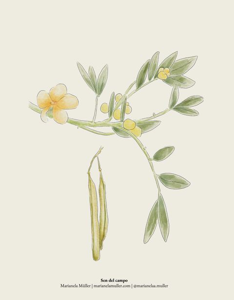 Print A5 Colección Botánica Nativa - Sen del Campo