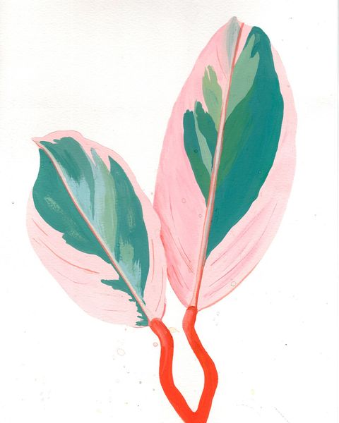Gouache Original (estudio). Hojas Calatea rosada