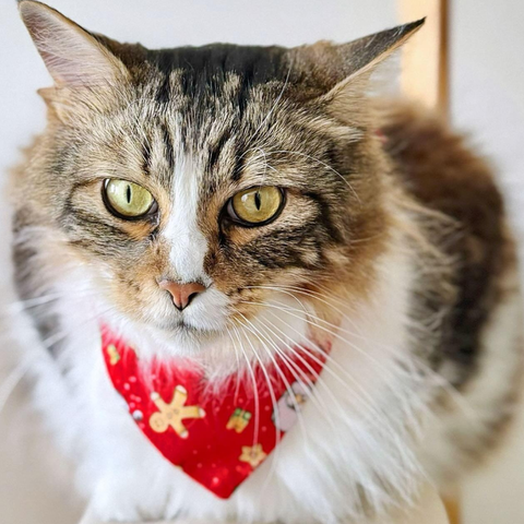 Bandana estampada con diseño navideño gato