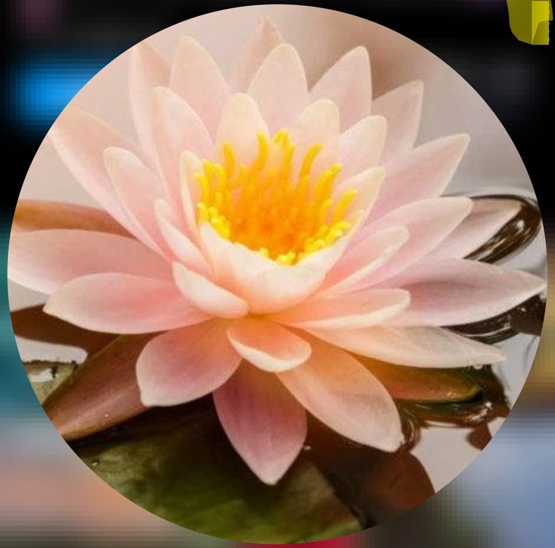Nueva Vida Mindfulness