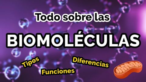 ¿Qué son las biomoléculas? Tipos, funciones y ejemplos.