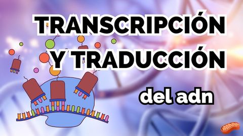 El dogma central de la biología: Transcripción y traducción de ADN