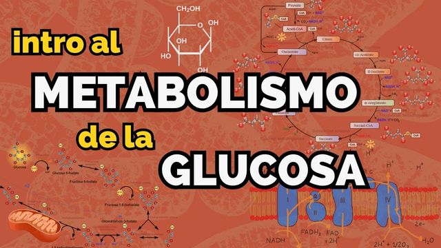 Metabolismo de glucosa: Introducción a la glucólisis, ciclo de Krebs y más
