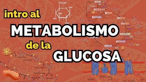 Metabolismo de glucosa: Introducción a la glucólisis, ciclo de Krebs y más