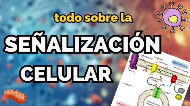 ¿Cómo se comunican las células? - Señalización celular