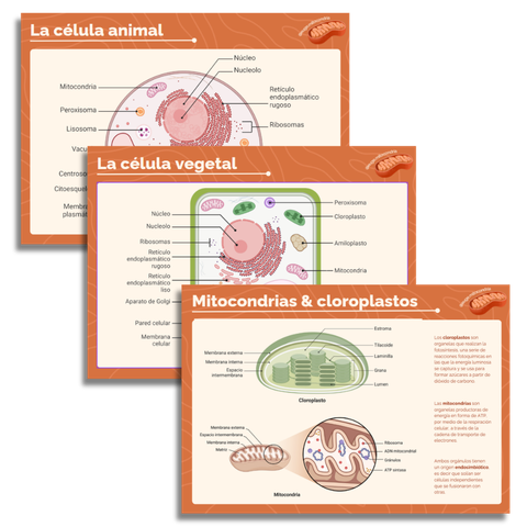 Combo VEGETAL Y ANIMAL