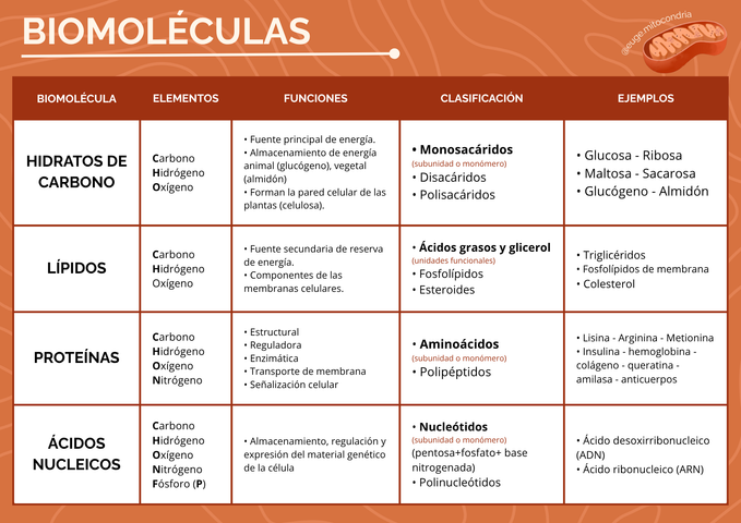 Biomoleculas cuadro