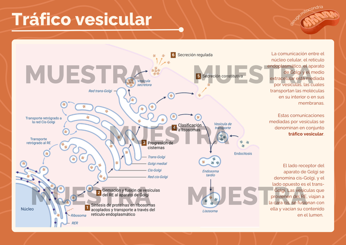 Poster Tráfico Vesicular