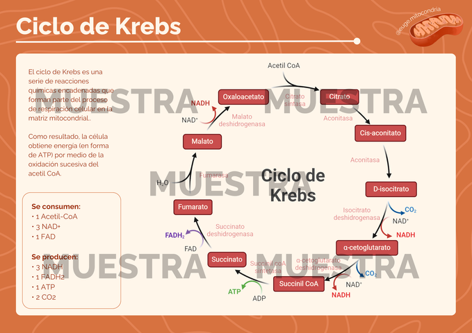 Poster Ciclo de Krebs