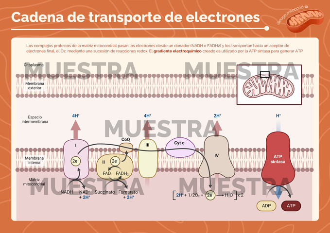 Poster Cadena de Transporte de Electrones