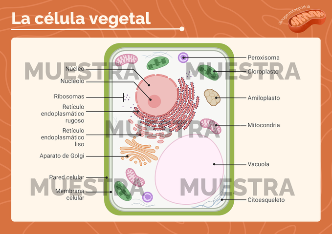 Poster Célula Vegetal