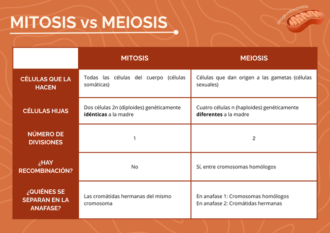 Cuadro comparativo mitosis vs meiosis