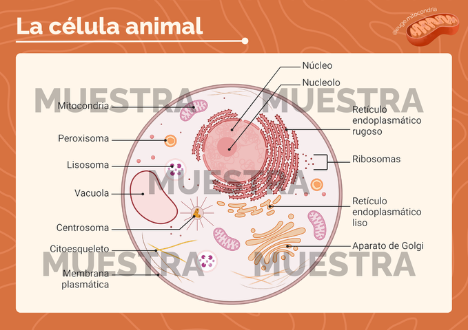 Poster Célula Animal