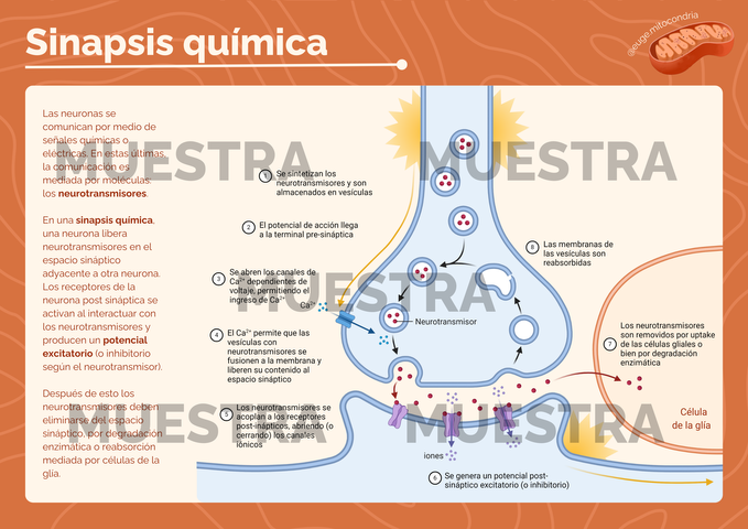 Poster Sinapsis Química