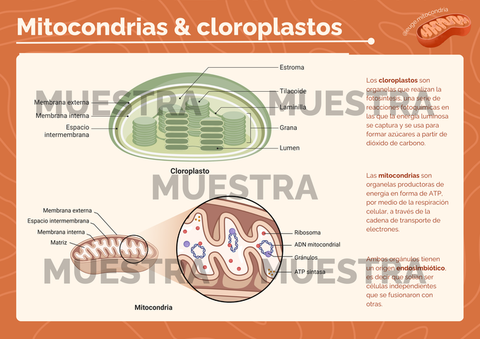 Poster Mitocondrias y Cloroplastos