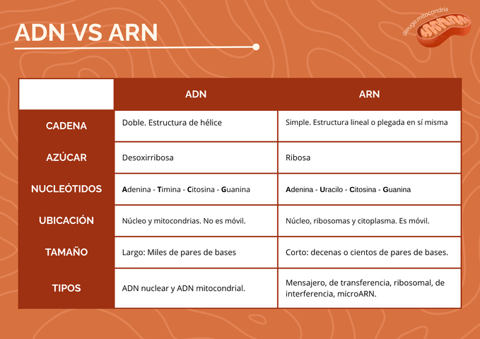 ADN y ARN