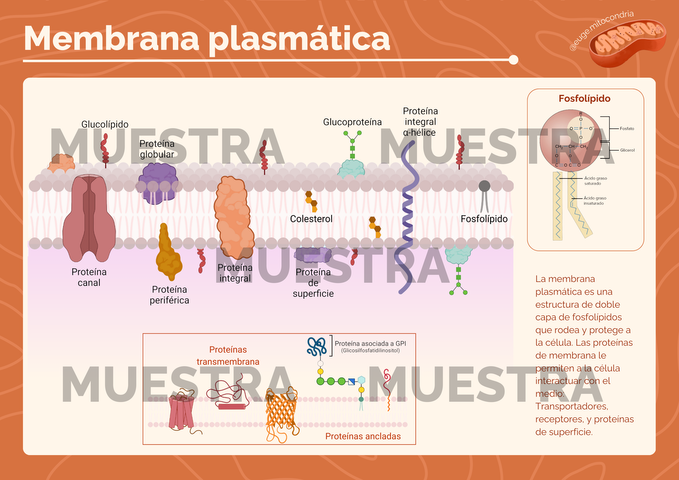 Poster Membrana Plasmática