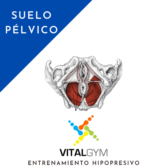 Suelo Pélvico. Qué es?