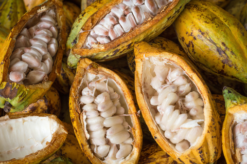 Alimento de los dioses: el árbol del cacao (Theobroma cacao)