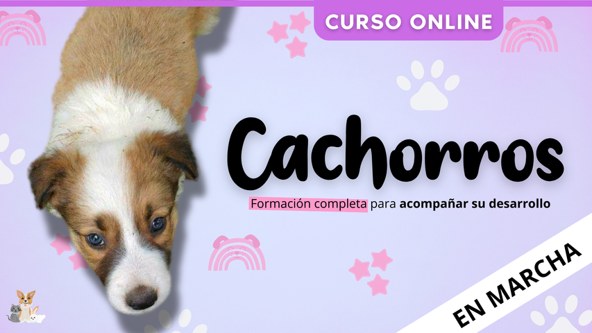 CACHORROS - Curso en marcha ¡Acceso inmediato!