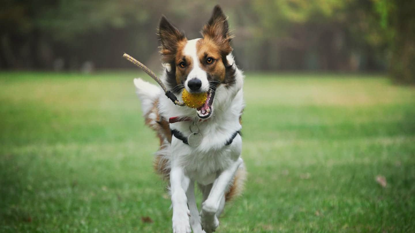 Traer, sostener y soltar objetos