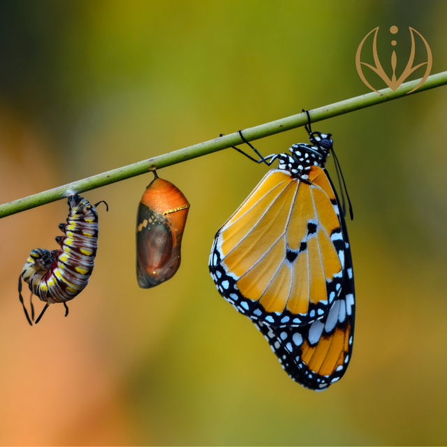 El cambio interior: lo que se necesita para iniciar la Alquimia Emocional