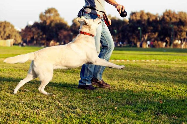 Los Beneficios en el Comportamiento de los Perros cuando se Efectúa un Buen Adiestramiento