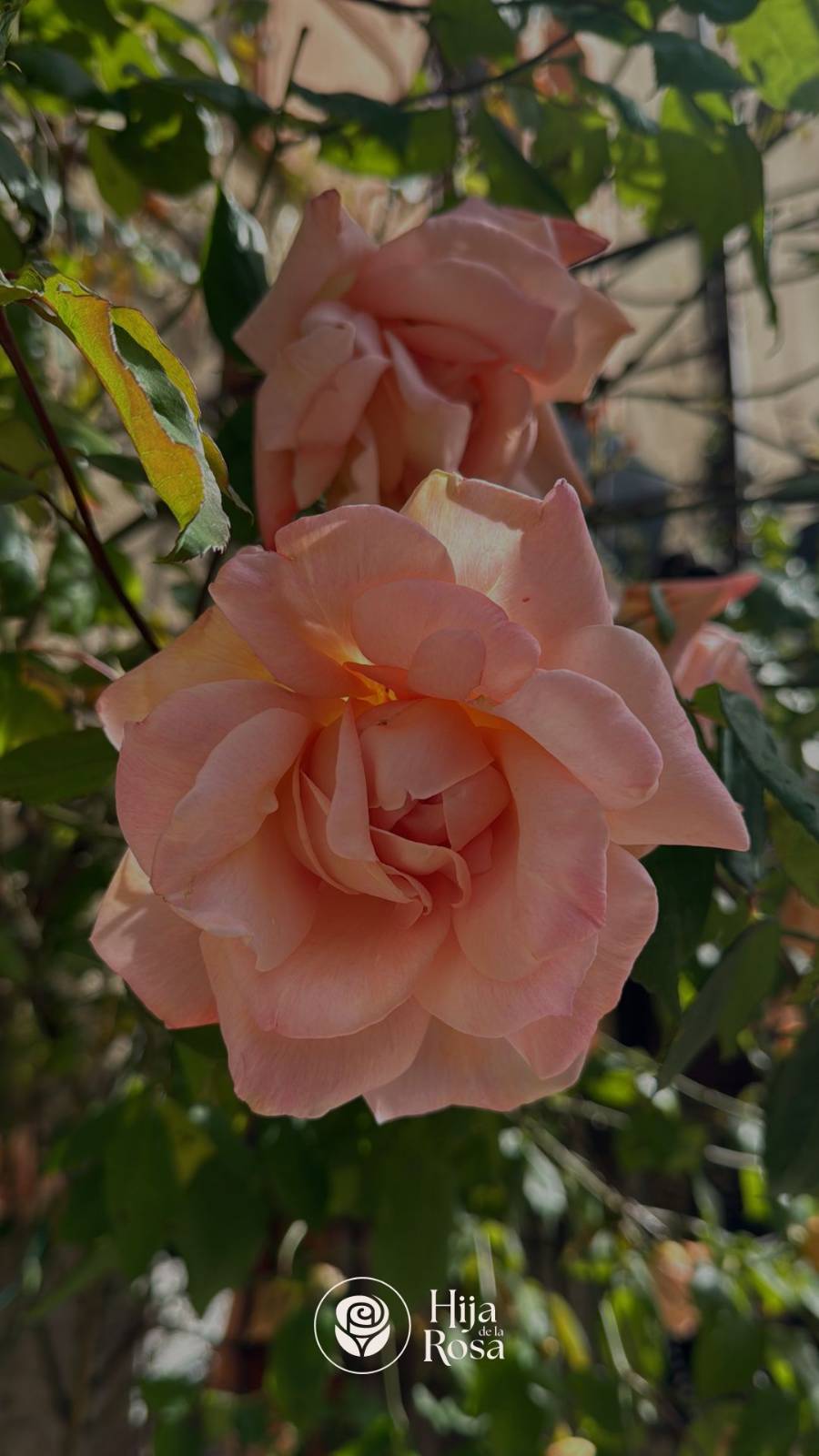 Flor