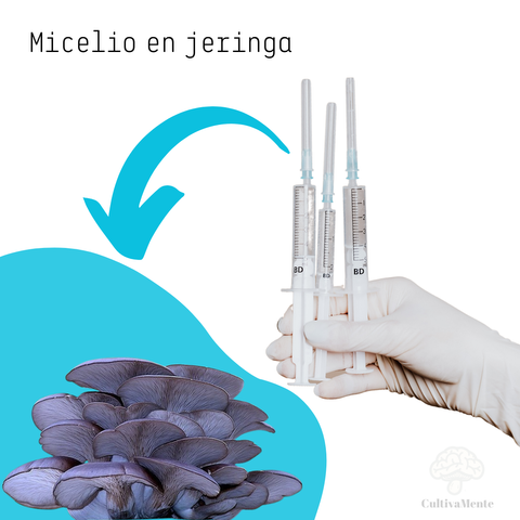 Micelio Girgola Azul (Pleurotus Columbinus)