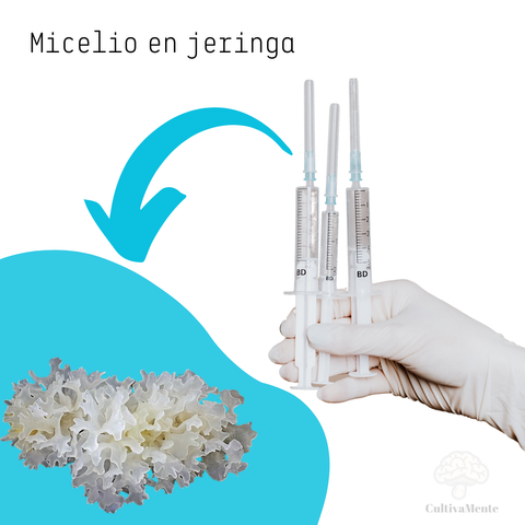 Micelio Tremella (Tremella Fuciformis)