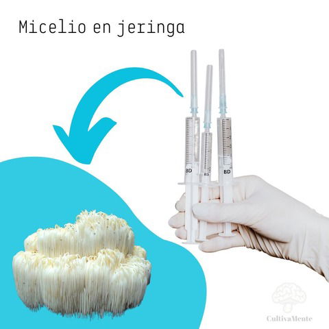 Micelio Melena de León (Hericium Abietis)