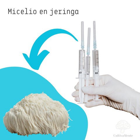 Micelio Melena de León (Hericium Erinaceus)