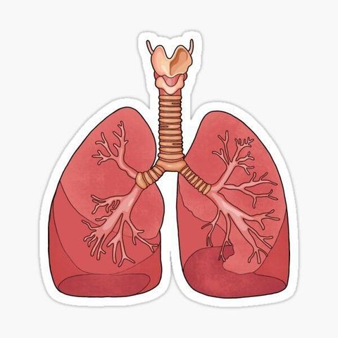 Anatomía y fisiología respiratoria para cantantes curio-responsables
