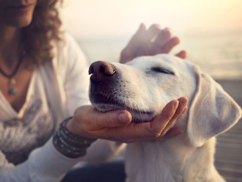 El estrés en las personas y animales