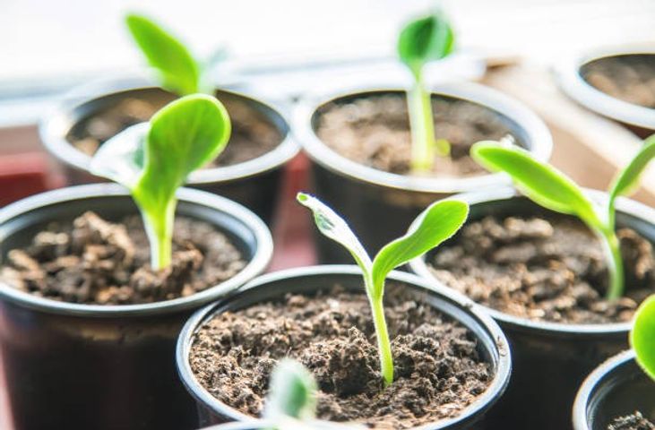Viverismo, cultivo y propagación