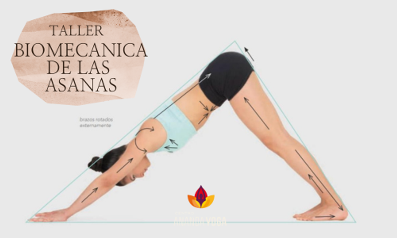 Taller de Biomecánica de las Asanas