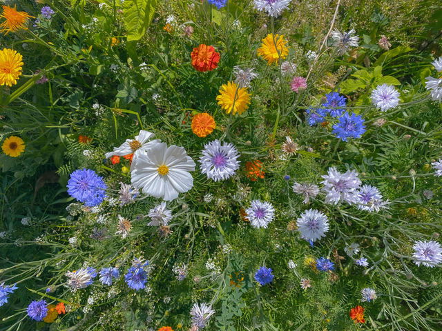 Detox de Primavera: hierbas para ayudar a limpiar el cuerpo.