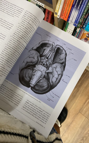La psicología antes de ser ciencia: el alma como punto de partida