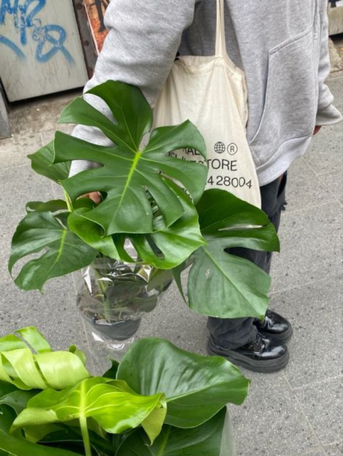 Las expectativas son solo mías...