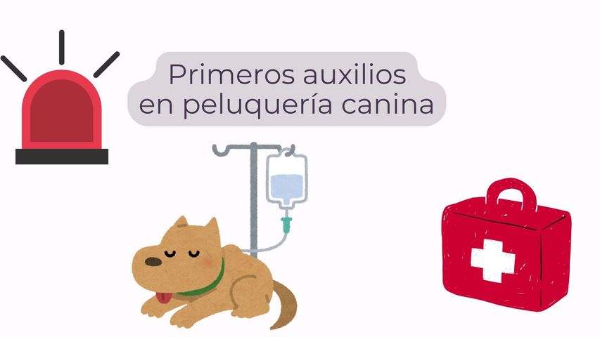 Primeros Auxilios en Peluquería Canina