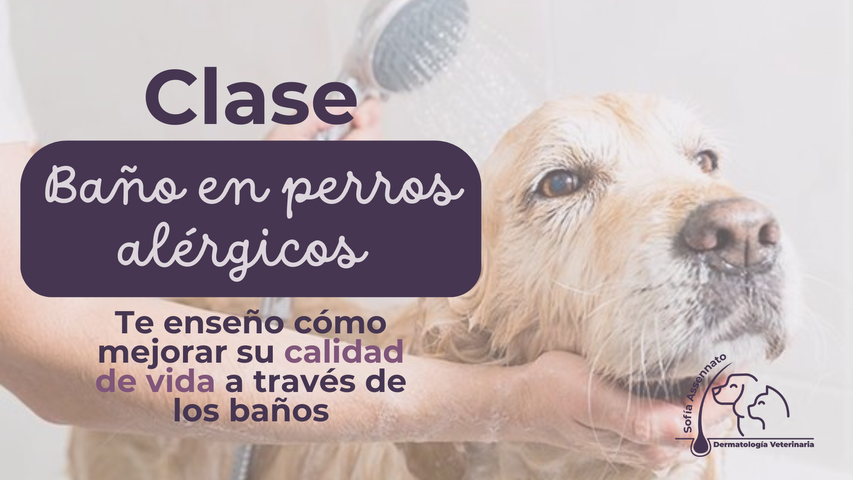 Baño en Perros Alérgicos