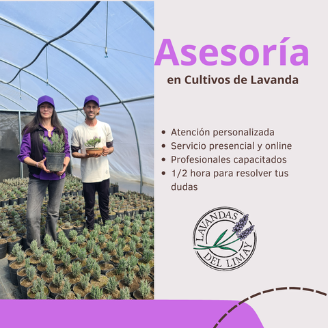 Asesoramiento en Cultivos de Lavanda