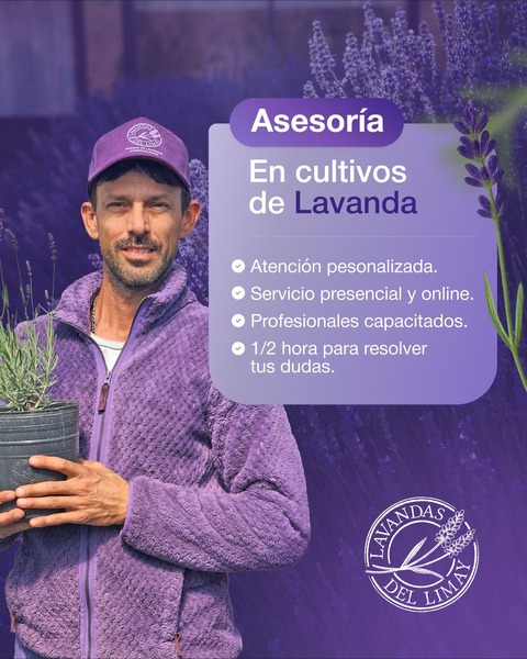 Asesoramiento en Cultivos de Lavanda