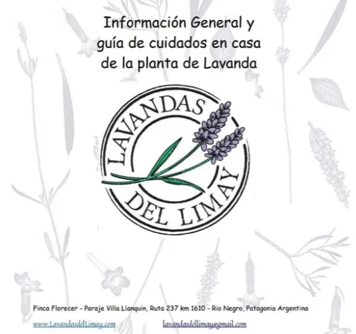 Guía De Cuidados Básicos De La Lavanda